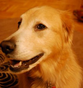 Golden Retriever Therapy Dog's Sweet Face - Ace the Golden Retriever Therapy Dog