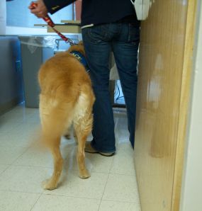 Golden retriever therapy dog - golden retriever therapy dog visits hospital patients